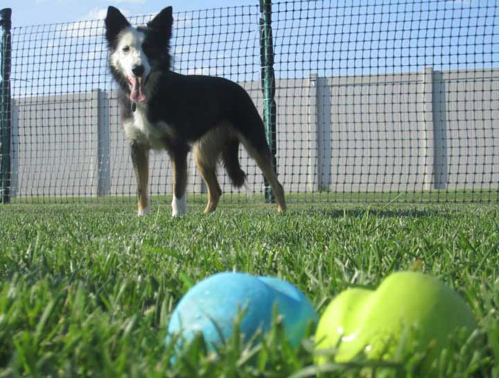 $city dog training classes