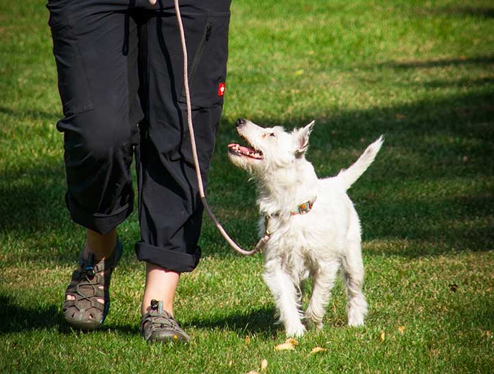 what is puppy obedience training